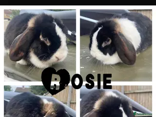 Mini Lop rabbits Vaccinated Female mini lop (pet or breeding) - Advert 14