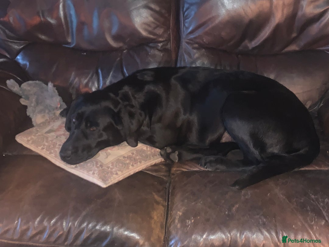 Labrador Retriever dogs for sale: Stunning litter of 9 pups - Advert 1