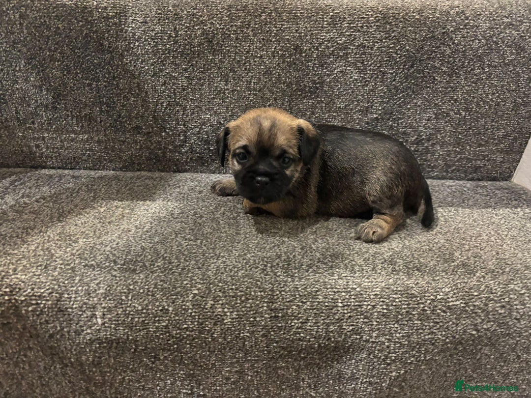 Border Terrier dogs for sale: KC Reg Border Terrier’s - 3 girls available - Advert 5