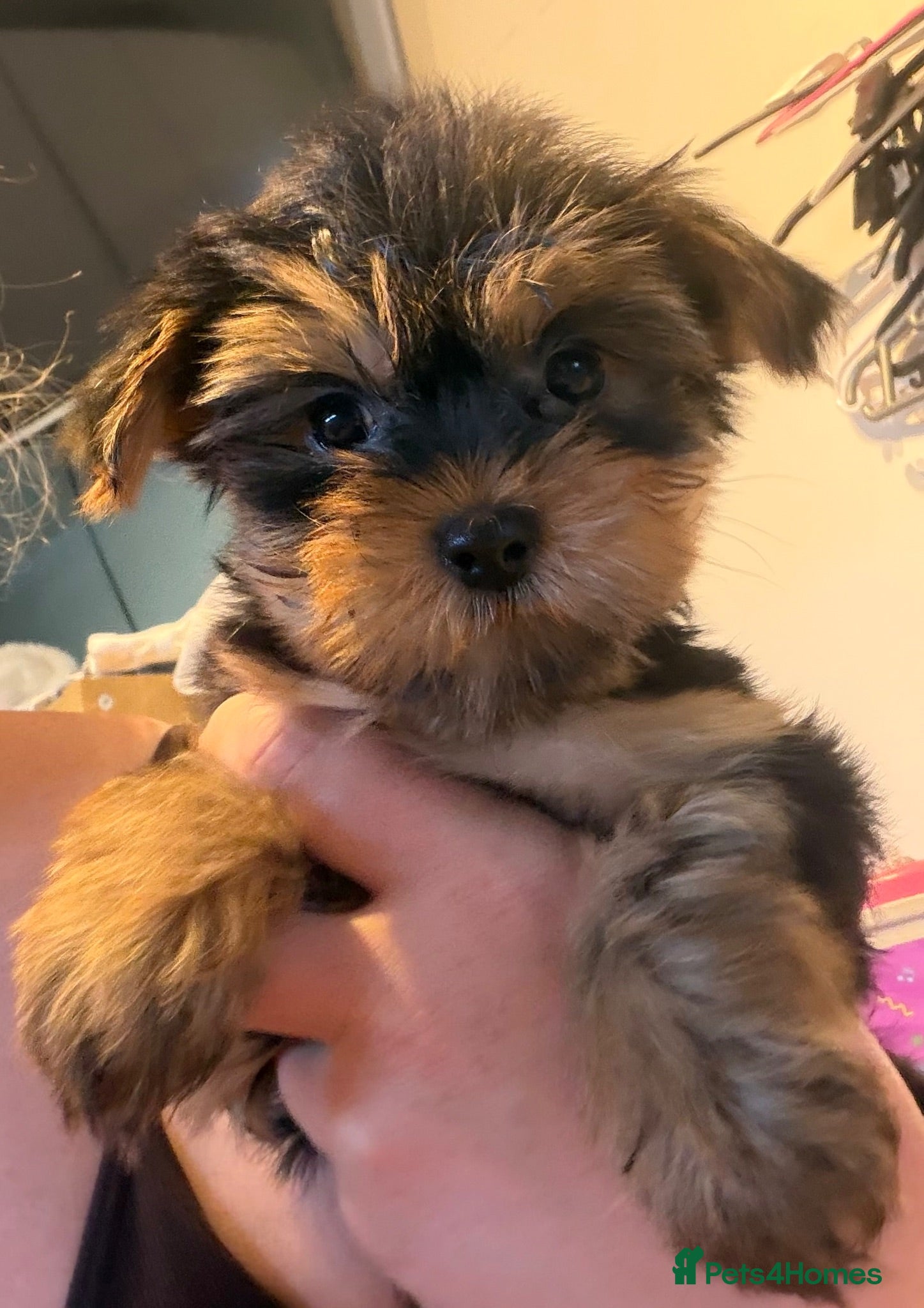Yorkshire Terrier dogs  Yorkshire Terrier Puppies  - Advert 7