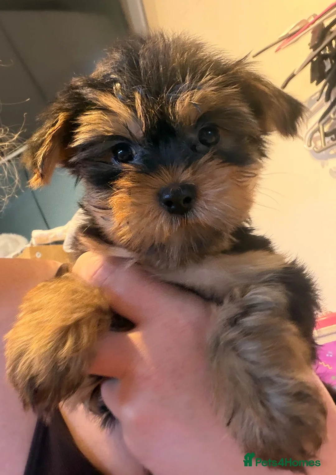 Yorkshire Terrier dogs for sale:  Yorkshire Terrier Puppies  - Advert 1