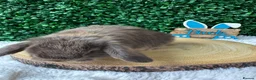 Mini Lop rabbits for sale: Mini Lops Rabbits Ready to leave 9.06.26 - Advert 4