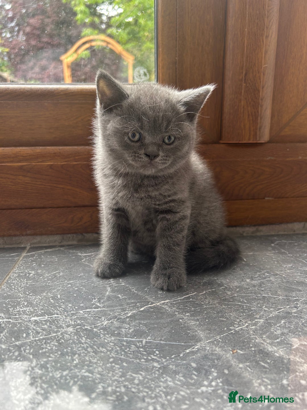British Shorthair cats for sale: Beautiful British Shorthair Kittens  | From £500 - Image 7