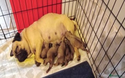 Pug dogs for stud: Casper - Image 15