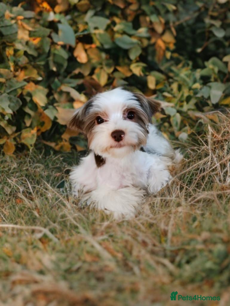 Biewer Terrier dogs Cutest Biro Boy, Stud!! - Advert 1