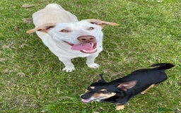 Mixed Breed dogs for adoption: Meet Oakley,  currently residing in Fife - Image 5