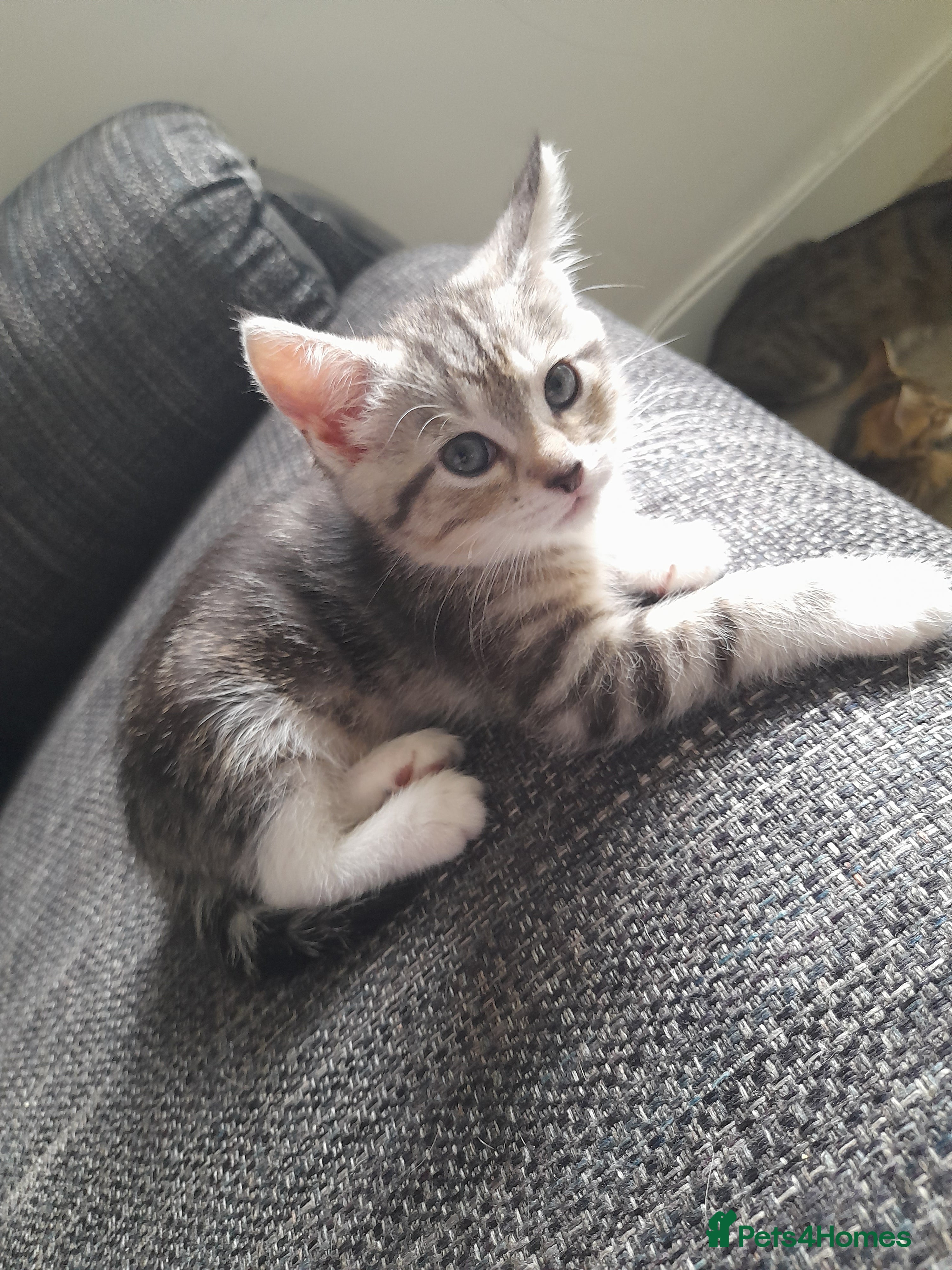 Mixed Breed cats Bengal Ready two weeks after jags ect  - Advert 3