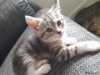Mixed Breed cats Bengal Ready two weeks after jags ect - Advert 18