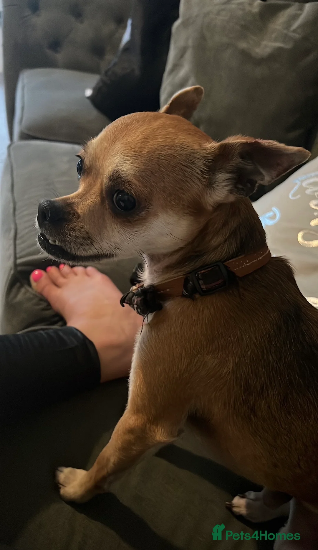 Jack Chi dogs for sale: Jackihuahua  **   - Advert 2