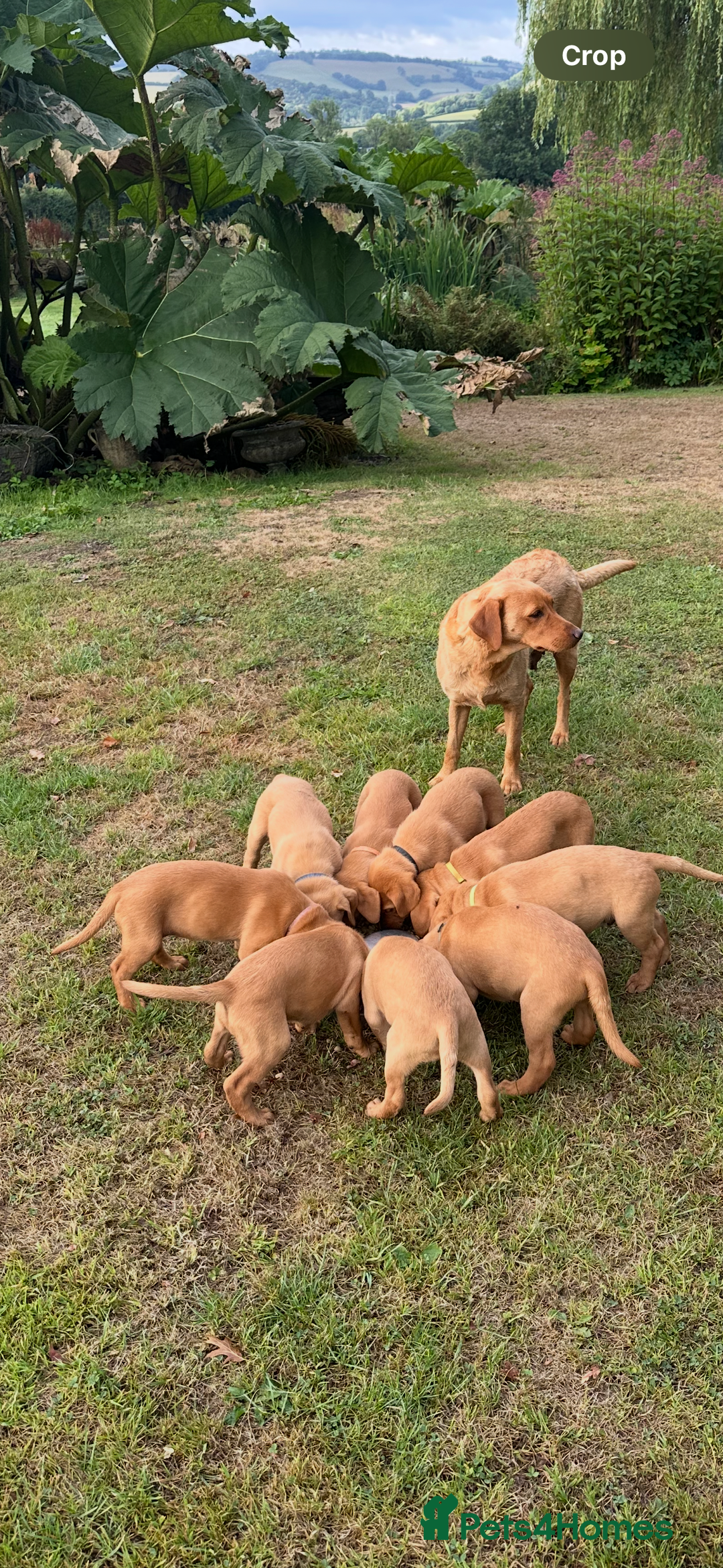 Labrador Retriever dogs for sale: Stunning Fox Red Labrador Puppies - Image 18