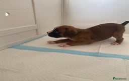 Boxer dogs for sale: Stunning Bob and long tail litter - Image 16