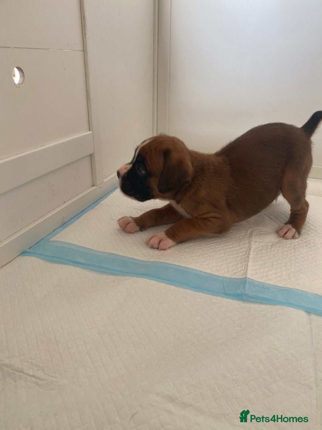 Boxer dogs for sale: Stunning Bob and long tail litter - Image 16