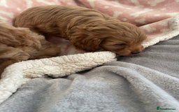 Cavapoo dogs for sale: Cavapoos puppies - Image 7