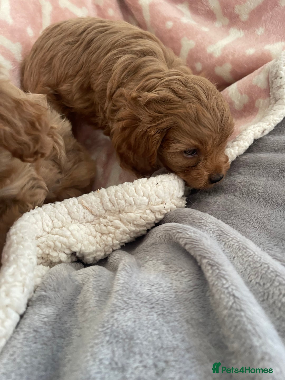 Cavapoo dogs for sale: Cavapoos puppies - Image 7