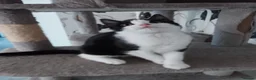 British Shorthair cats for sale: 2 lovely kittens search new homes  - Advert 7