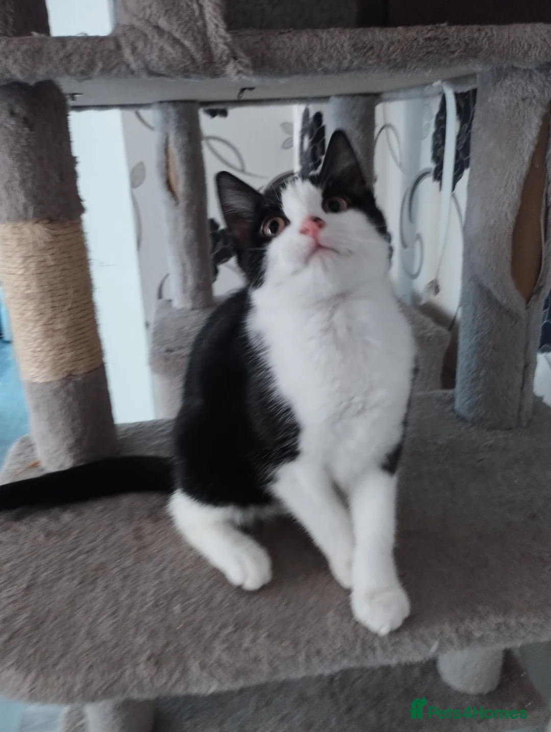 British Shorthair cats for sale: 2 lovely kittens search new homes  - Advert 7