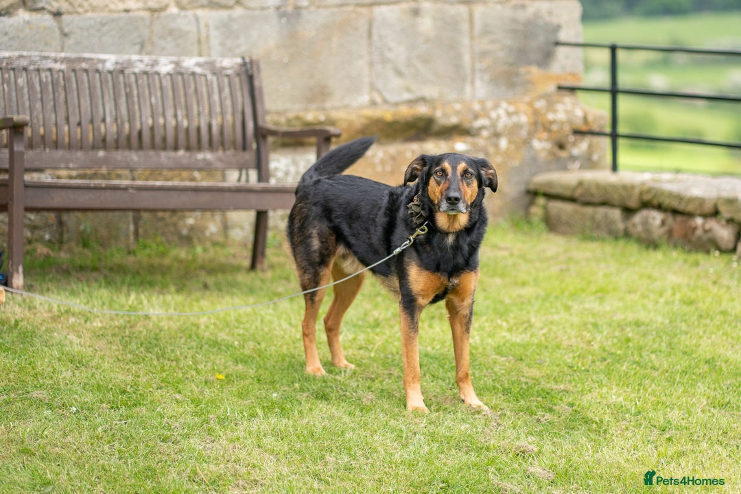 Huntaway dogs for sale: Arlo the Huntaway - Image 2
