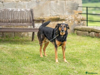 Huntaway dogs - Advert 9