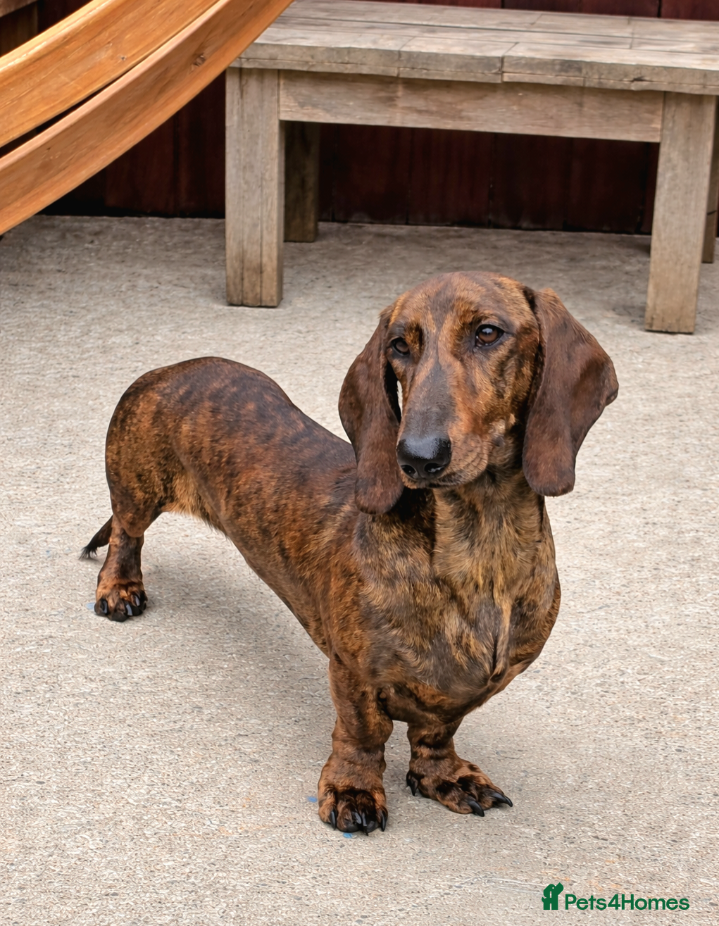 Dachshund dogs Standard dachshund  - Advert 21