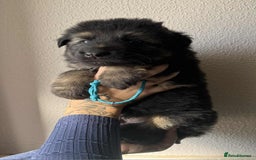 German Shepherd dogs for sale: Beautiful straight back German Shepherds  - Image 11