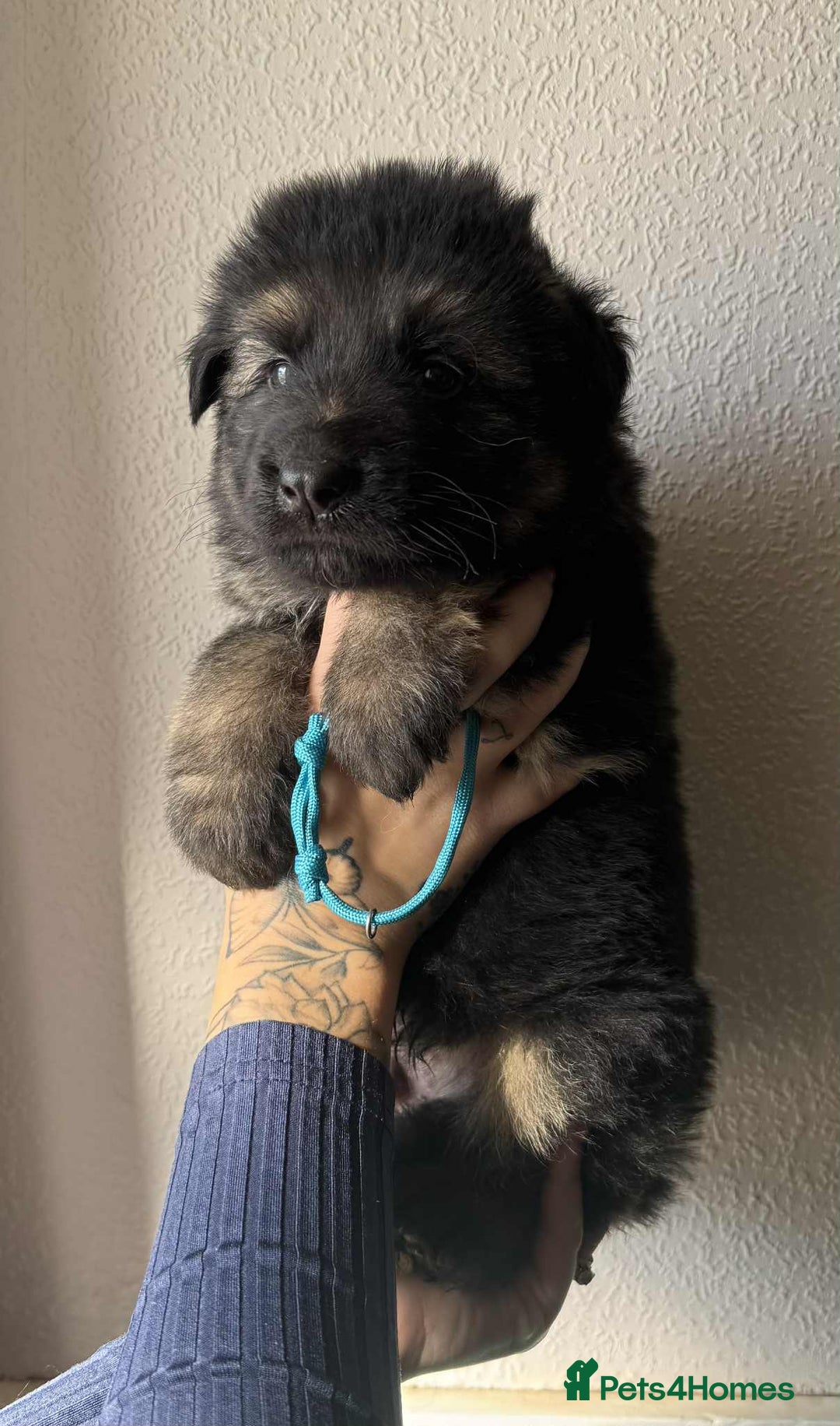 German Shepherd dogs for sale: Beautiful straight back German Shepherds  - Image 11