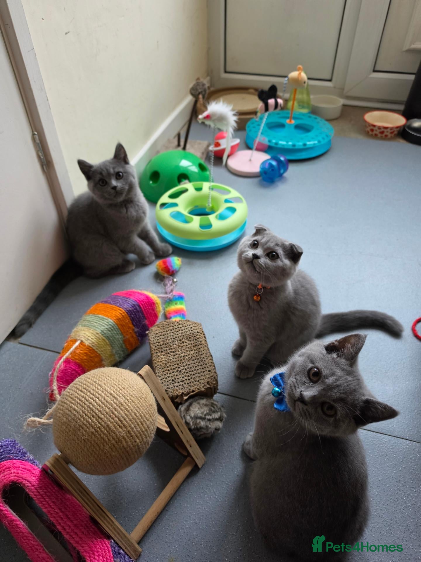 British Shorthair cats 2 straight ear boys and 4 fold girls,fluffy 🐾🐈‍⬛ - Advert 18