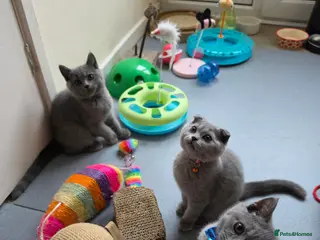British Shorthair cats 2 straight ear boys and 4 fold girls,fluffy 🐾🐈⬛ - Advert 18