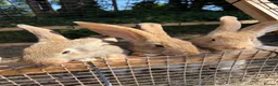 Continental Giant rabbits for sale: Lovely continental giant babies  - Advert 1