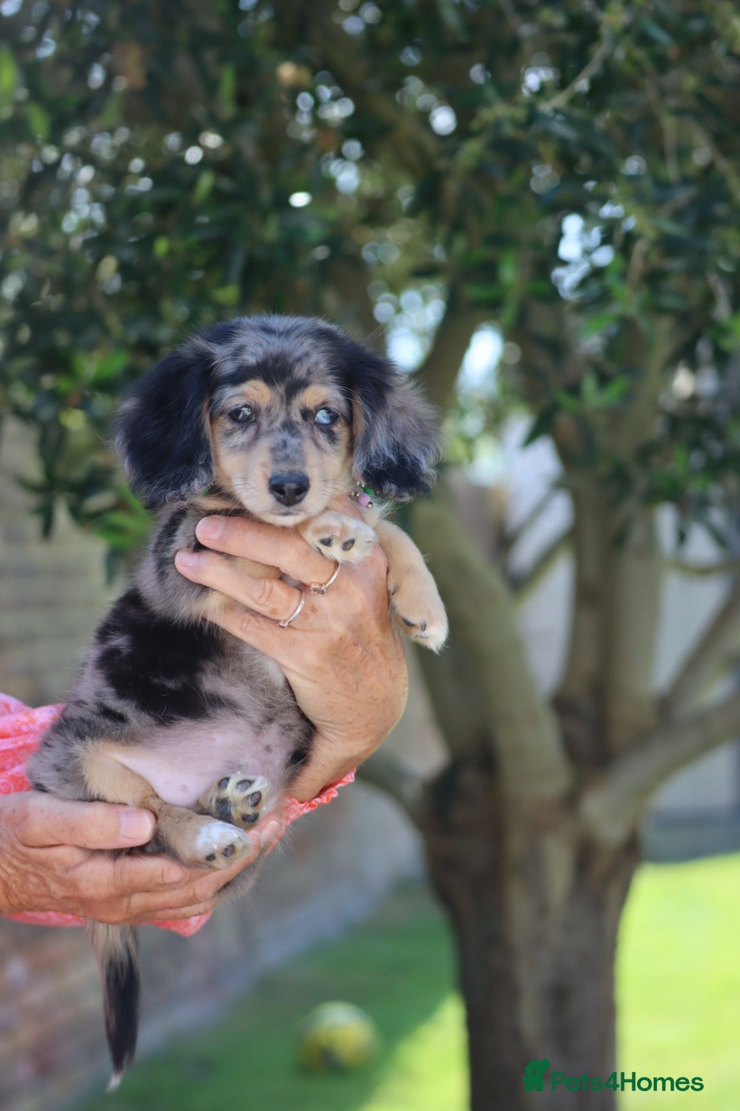 Miniature Dachshund dogs LONGHAIRED MINIATURE DACHSHUNDS  - Advert 1