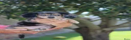 Miniature Dachshund dogs for sale: LONGHAIRED MINIATURE DACHSHUNDS  - Advert 2