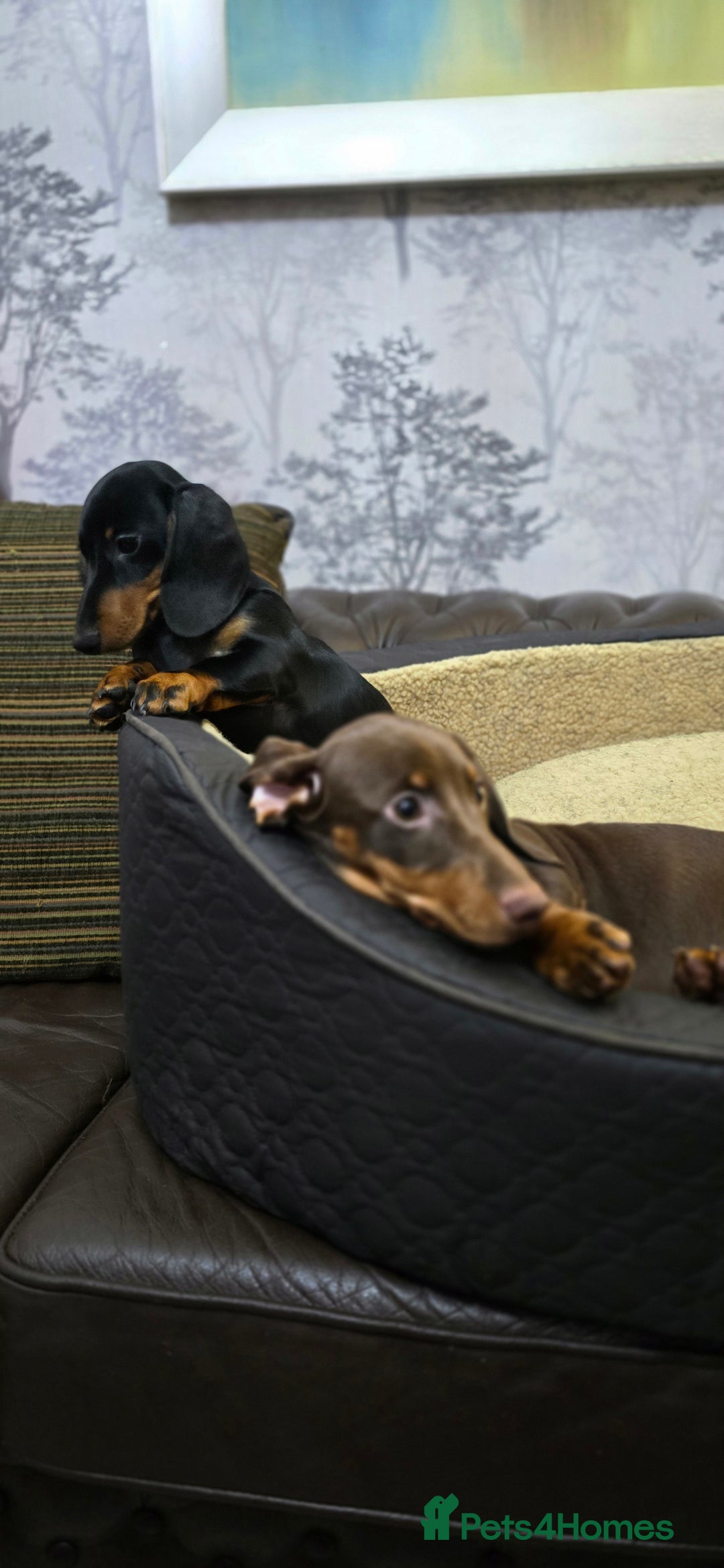 Miniature Dachshund dogs for sale: Minature Dashounds - Image 8