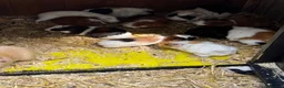 Guinea Pig rodents for sale: Guinea pigs  in Shepton Mallet - Advert 3