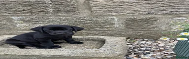 Labrador Retriever 2