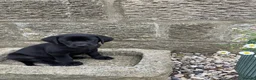Labrador Retriever dogs for sale: Pedigree Labrador Puppies *Final puppy remaining* - Advert 4