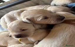 Golden Retriever dogs for sale: Golden retriever X goldador puppies - Image 2