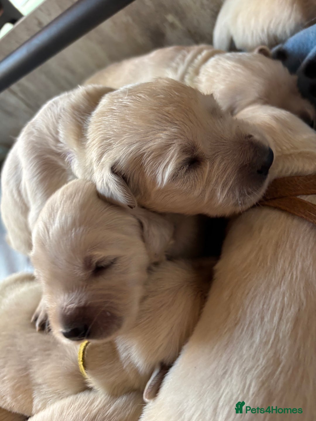 Golden Retriever dogs for sale: Golden retriever X goldador puppies - Image 2