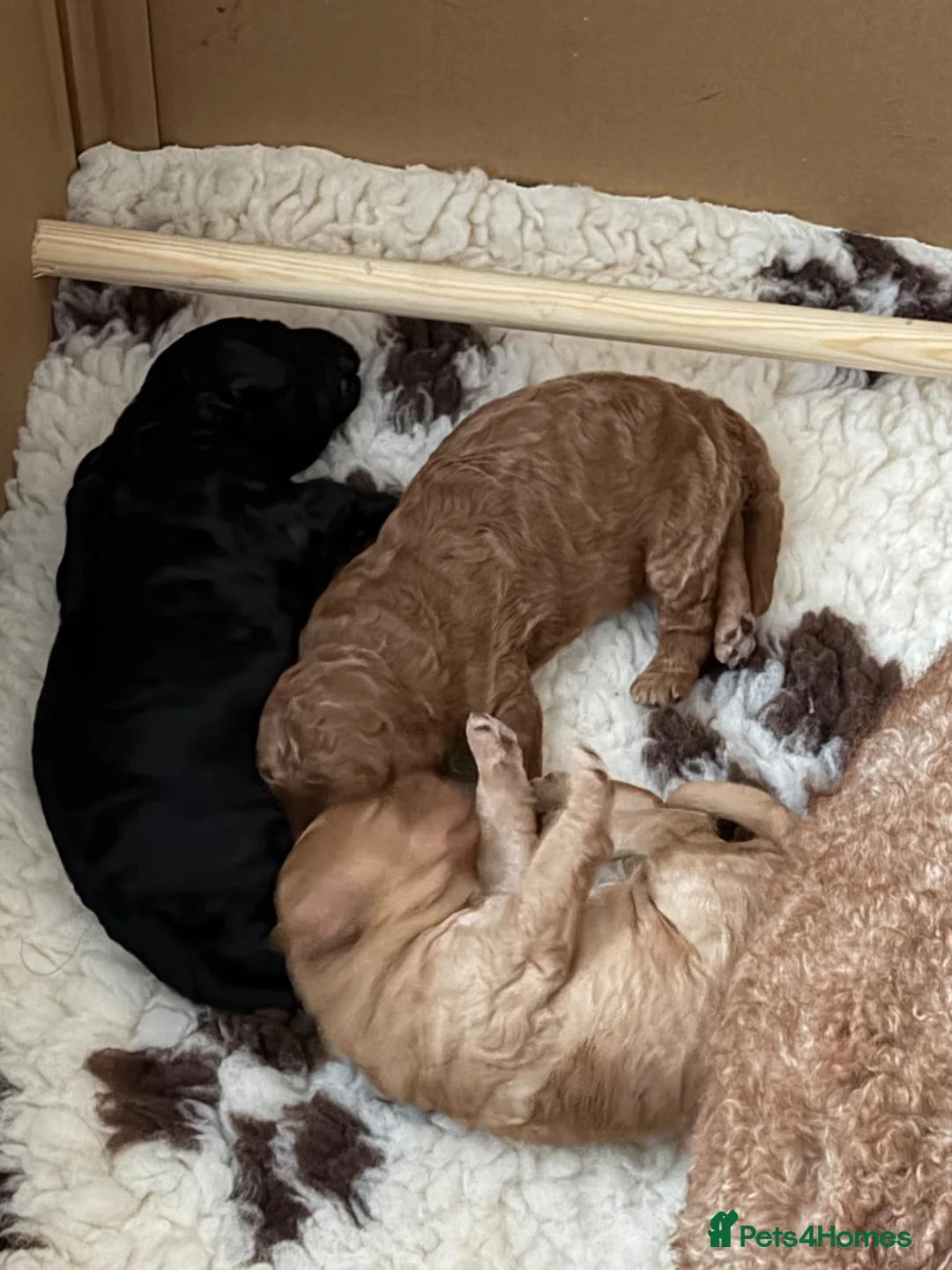 Labradoodle dogs for sale: F3BB Miniature Labradoodle Puppies – 2 Girls - Advert 2