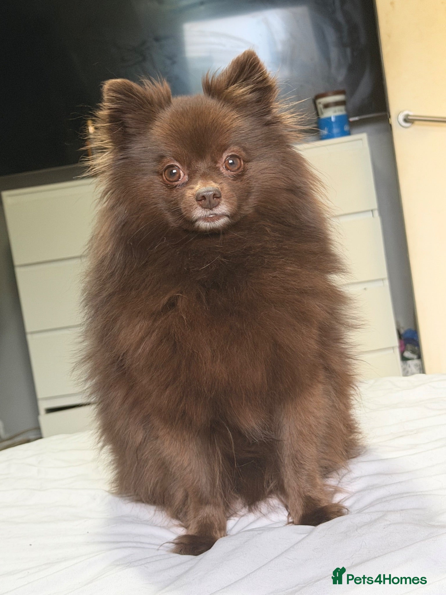 Pomeranian dogs 11 Month Black Pomeranian Boy For Sale - Advert 1