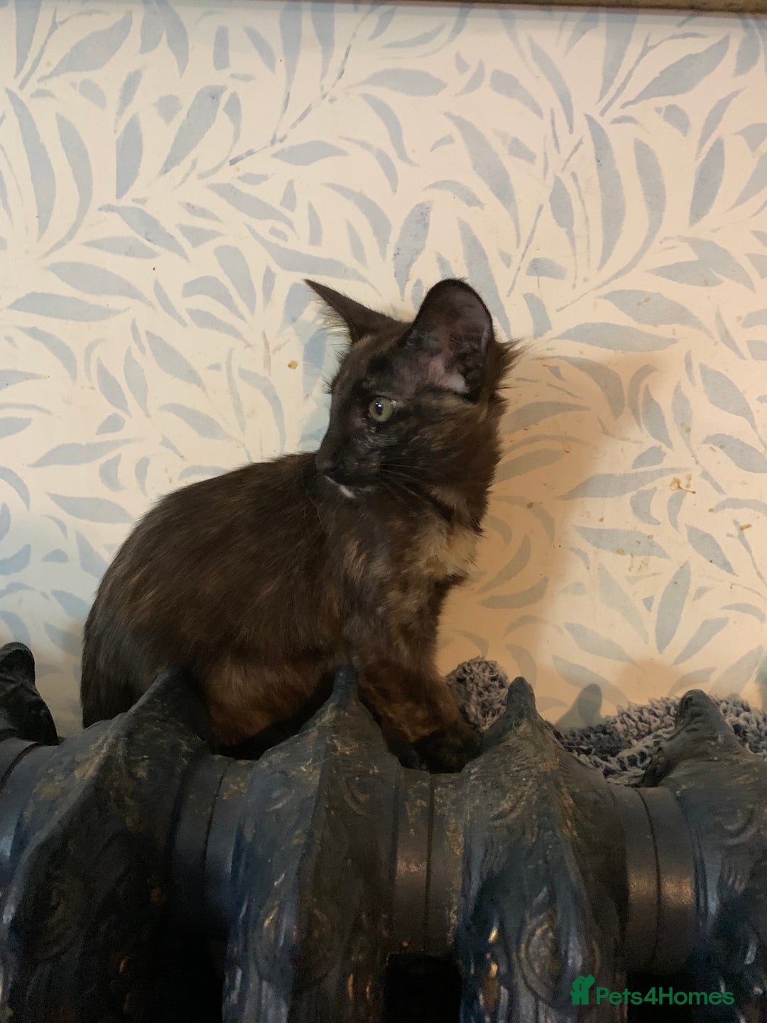 Oriental cats for sale: Oriental Longhair kittens - Advert 5