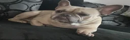 French Bulldog dogs for sale: Chase French bulldog  in Leeds - Advert 1