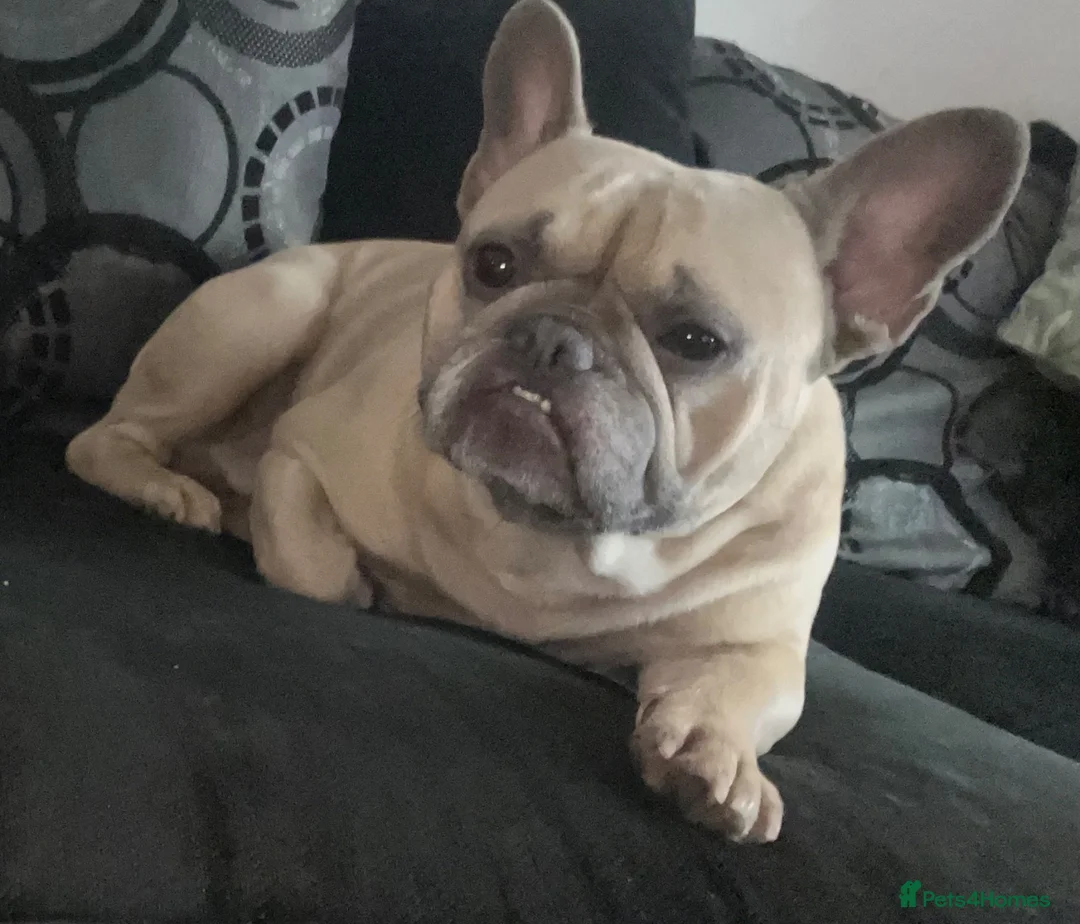 French Bulldog dogs for sale: Chase French bulldog  in Leeds - Advert 1