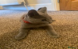 Russian Blue cats for sale: 13 weeks old Russian Blue (male) - Image 2