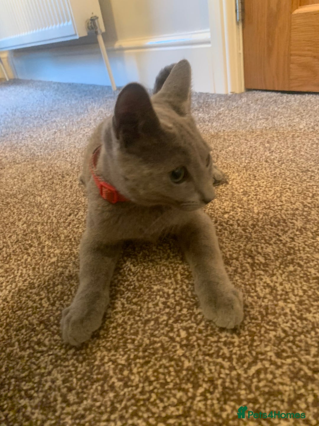 Russian Blue cats for sale: 13 weeks old Russian Blue (male) - Image 2