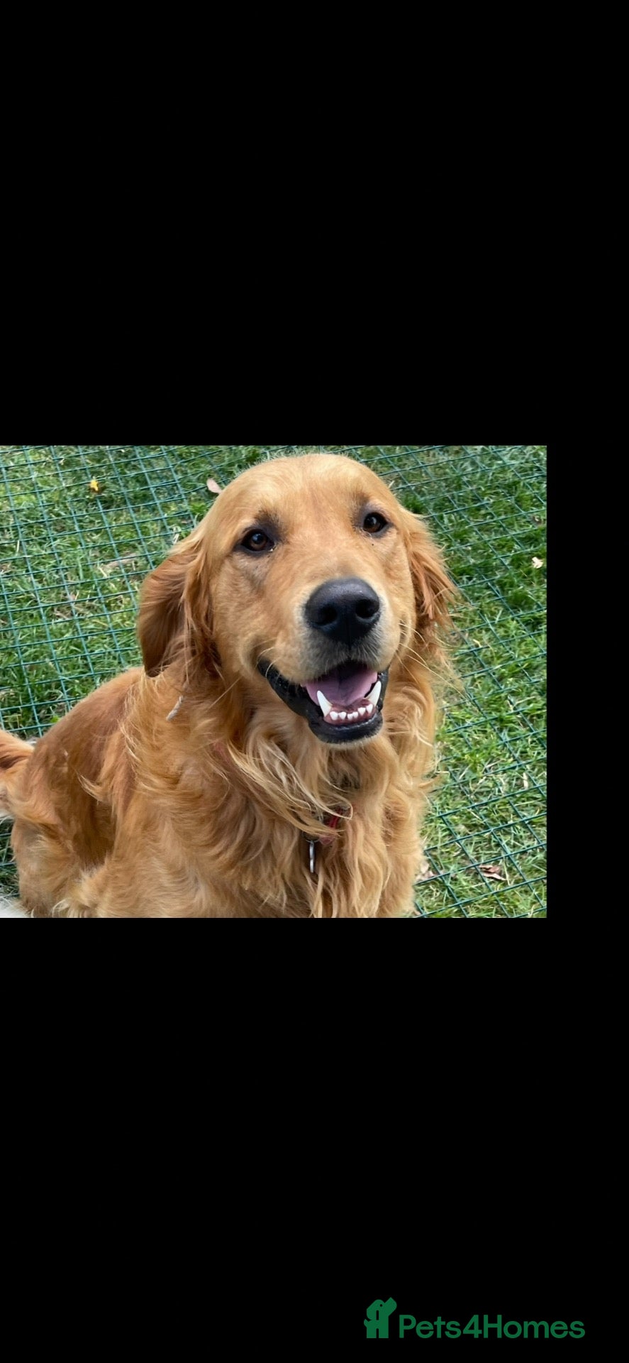 Golden Retriever dogs Fox red KC reg fully tested and proven stud  - Advert 2