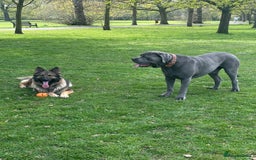 German Shepherd dogs for sale: Super Friendly&Family-Raised Nico Ready For A Home - Image 5