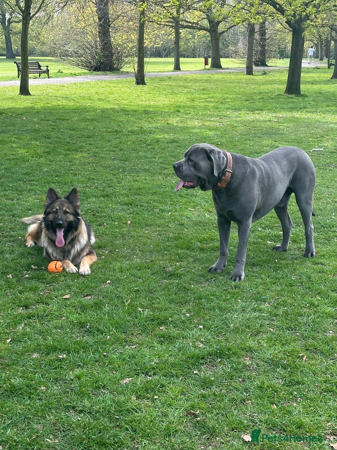 German Shepherd dogs for sale: Super Friendly&Family-Raised Nico Ready For A Home - Image 5