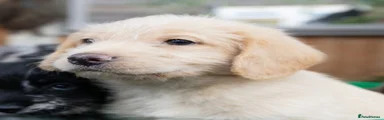 Labradoodle 2