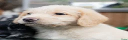 Labradoodle dogs for sale: Miniature labradoodles  - Advert 6