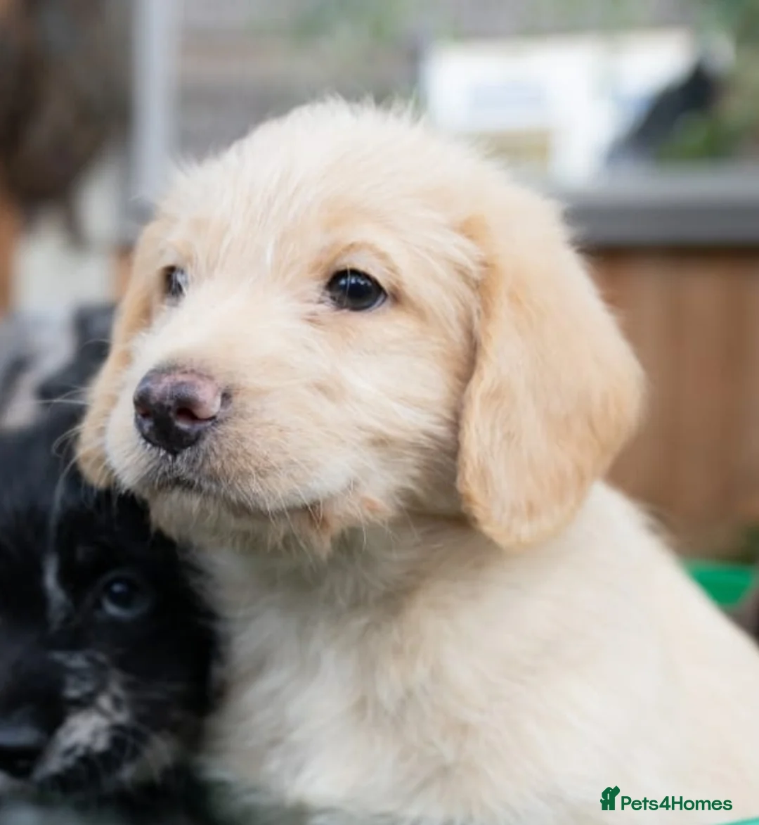 Labradoodle dogs for sale: Miniature labradoodles  - Advert 6