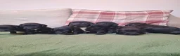 Sprocker dogs for sale: (6 left) sprocker puppies 🐶  5⭐️ breeder - Advert 1